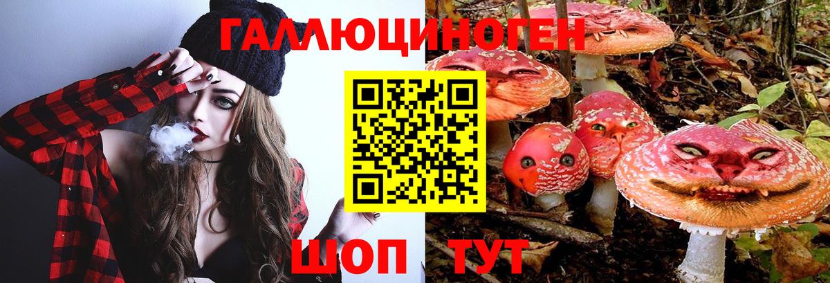 Галлюциногенные грибы Psilocybine cubensis Шелехов